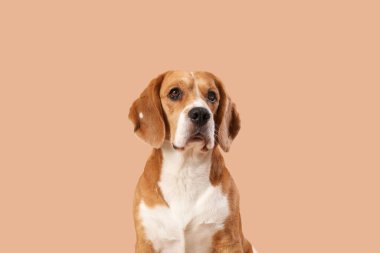 Kahverengi arka planda sevimli Beagle köpeği