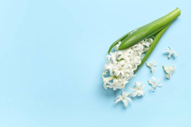 Mavi arka planda güzel beyaz sümbül çiçeği. Üst görünüm