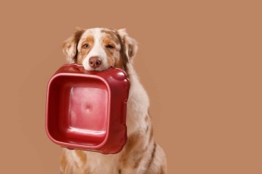 Kahverengi arka planda kasesi olan sevimli tüylü Avustralya çoban köpeği.