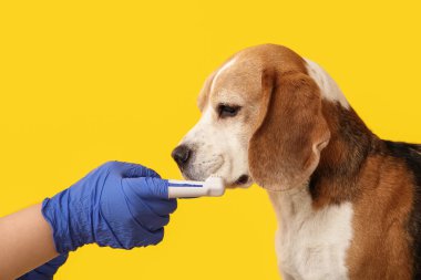 Sarı arka planda sevimli köpeğin dişlerini fırçalayan kadın veteriner.