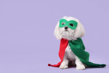 Eflatun arka planda süper kahraman kostümlü şirin bir köpek.