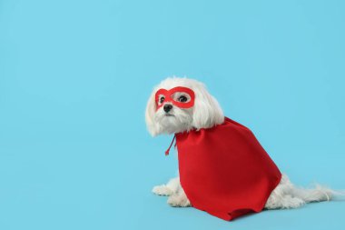 Mavi arka planda süper kahraman kostümlü şirin bir köpek.