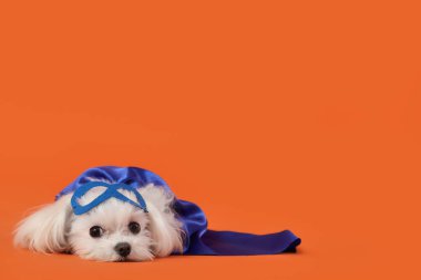 Turuncu arka planda yatan süper kahraman kostümlü şirin köpek.