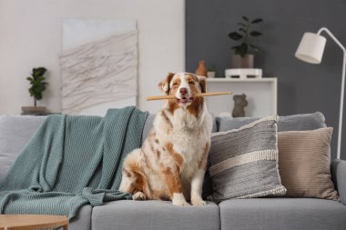 Cute Australian Shepherd dog with drum sticks sitting on sofa at home