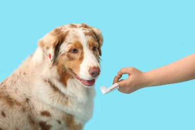 Şirin Avustralyalı çoban köpeği ve mavi arka planda diş fırçası olan sahibi.