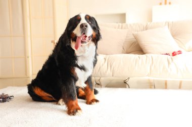 Oturma odasında halının üzerinde oturan sevimli tüylü köpek.