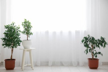 Odada ışık perdesinin yanındaki bitkiler