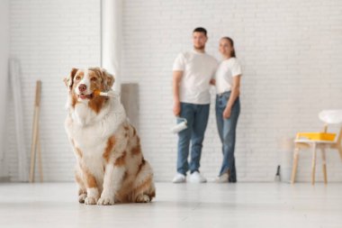 Çiftin önünde fırçalı şirin bir köpek yeni evlerinde tadilat yapıyor.