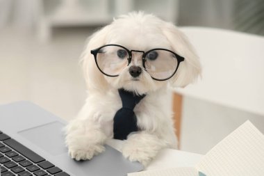 Kravatlı ve gözlüklü şirin beyaz Bolonez köpek iş yerinde dizüstü bilgisayarla oturuyor.