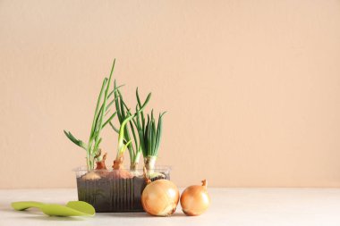 Yeşil soğan yetiştirilmiş plastik kap ve beyaz masa üzerinde bahçe küreği