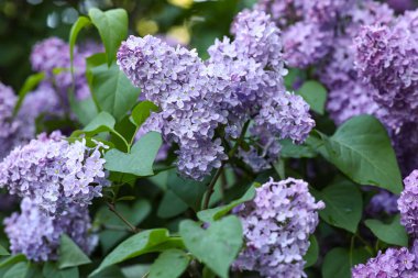 Çiçek açan mor leylak ağacı güzel bir bahar gününde