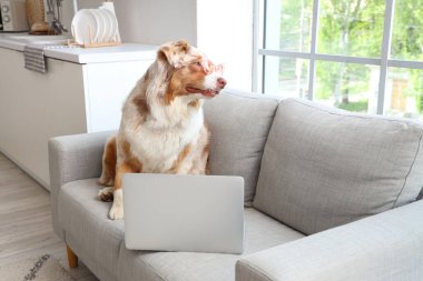 Evdeki kanepede dizüstü bilgisayarı olan sevimli Avustralya çoban köpeği.