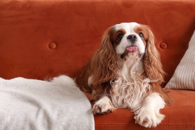 Şirin süvari Kral Charles spaniel battaniyesiyle evdeki kanepede yatıyor.