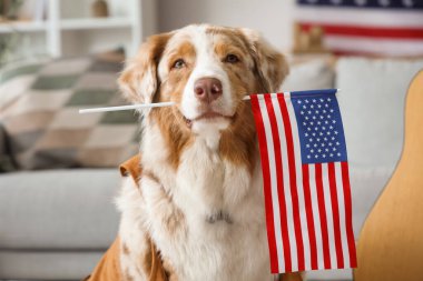 Şirin Avustralyalı çoban köpeği. Evde Amerikan bayrağı var. Yakın plan.