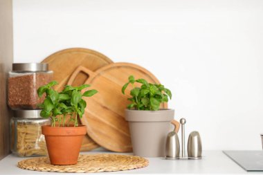 Mutfaktaki fesleğen bitkisi.