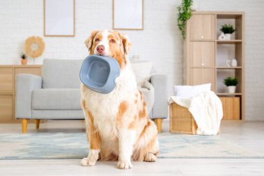 Tatlı Avustralyalı çoban köpeği evde kaseyle oturuyor.