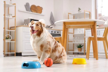 Avustralya çoban köpeği mutfakta çanak ve topla yerde oturuyor.