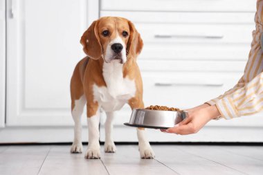 Bayan el, mutfakta sevimli Beagle köpeğine kuru yiyecek dolu kase veriyor.
