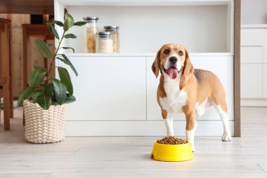 Evde kuru yiyecekle kasenin yanında tatlı Beagle köpeği.