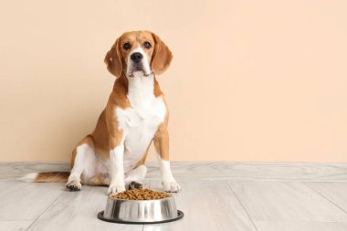 Tatlı Beagle köpeği evde bej duvarın yanında kuru yiyeceklerle oturuyor.