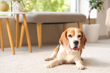 Evdeki halıya uzanmış sevimli av köpeği.