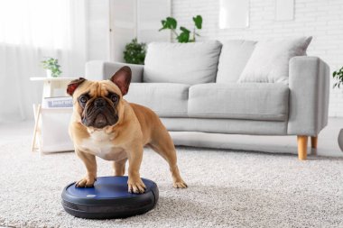 Evde robot elektrik süpürgesinin üzerinde duran sevimli Fransız bulldog.