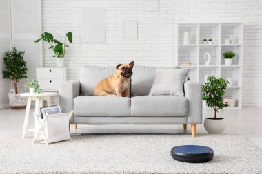 Robot elektrikli süpürge kanepenin yanında sevimli bir Fransız bulldog 'u var.