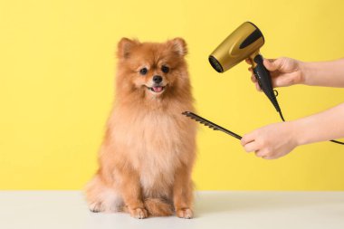 Kadın kuaför sarı arka planda şirin Pomeranya köpeğinin saçını kurutuyor.
