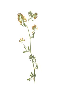 Beyaz arka planda kurumuş çiçekler, üst manzara