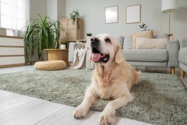 Evdeki halının üzerinde oturan sevimli Labrador köpeği, yakın plan.