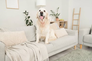 Evdeki kanepede oturan sevimli Labrador köpeği.