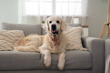 Sevimli Labrador köpeği evdeki kanepede uzanıyor, yakın plan.
