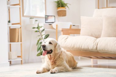 Tatlı Labrador köpeği, oturma odasında halının üzerinde yatıyor.