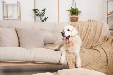 Sevimli Labrador köpeği oturma odasındaki kanepede uzanıyor.