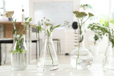 Biyoloji sınıfında rafta bitkilerin olduğu mataralar, yakın plan.