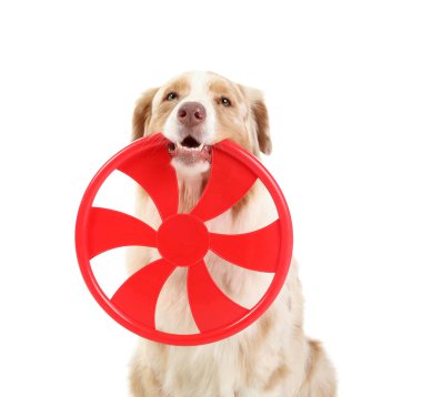 Beyaz arka planda kırmızı frizbi olan şirin Avustralya çoban köpeği.