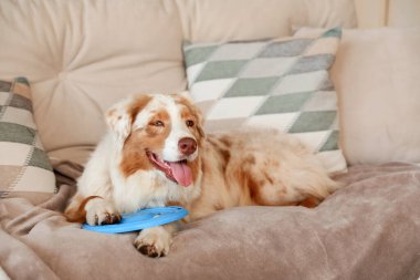 Evdeki kanepede yatan mavi frizbili şirin Avustralya çoban köpeği.