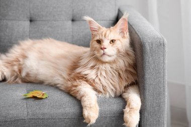 Şirin Maine Rakunu evde sonbahar yaprağıyla gri koltukta yatıyor.