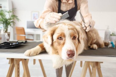 Kadın kuaför, kuaförde Avustralyalı çoban köpeğinin saçını kesiyor.