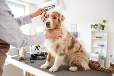 Avustralyalı çoban köpeğini kuaförde fırçalayan kadın tımarcı.