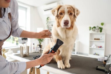 Avustralyalı çoban köpeğinin saçını kurutan kadın tımarcı.
