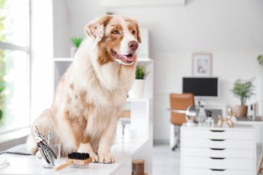 Kuaförde evcil hayvan aksesuarları olan sevimli bir Avustralya çoban köpeği.