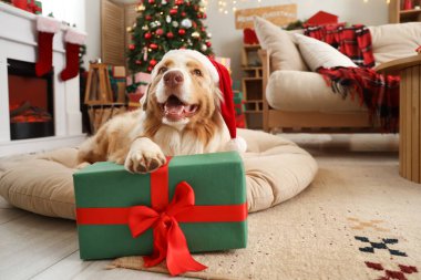 Noel Baba şapkalı Avustralyalı çoban köpeği Noel arifesinde evde yatıyor.