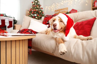 Noel Baba şapkalı Avustralyalı çoban köpeği Noel arifesinde evde yatıyor.