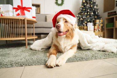 Noel arifesinde evde yatan ekoseli Noel Baba şapkalı Avustralya çoban köpeği.