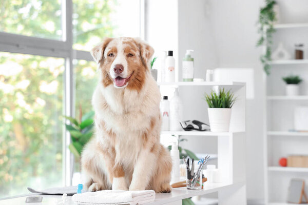 Cute Australian Shepherd dog sitting on table in grooming salon