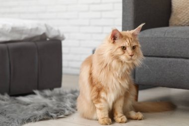 Yatak odasındaki koltuğun yanında Rakun Kedi