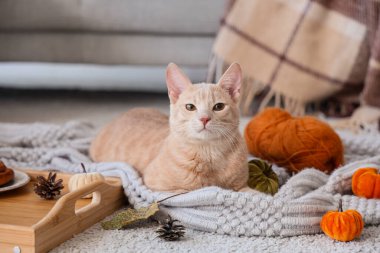 Sonbahar günü evde ekose kumaşlı şirin bir kedi yatıyor.