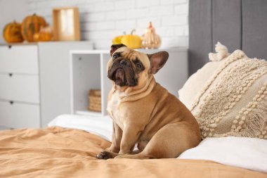 Yatakta sonbahar süsleriyle oturan tatlı Fransız bulldog 'u.