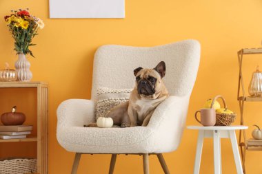 Evdeki koltukta oturan balkabaklı tatlı Fransız bulldog 'u